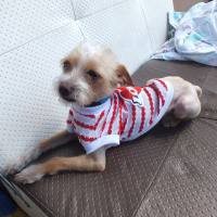 Chihuahua, Köpek  Sushi fotoğrafı
