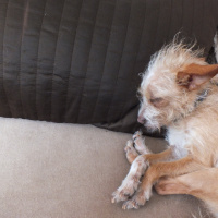 Chihuahua, Köpek  Sushi fotoğrafı