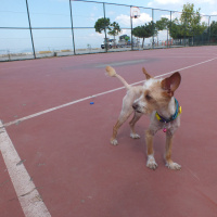 Chihuahua, Köpek  Sushi fotoğrafı