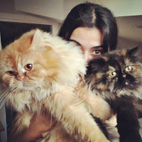 İran Kedisi (Persian), Kedi  Zeyna fotoğrafı
