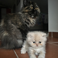 İran Kedisi (Persian), Kedi  Zeyna fotoğrafı