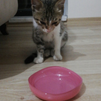 Tekir Kedi, Kedi  Sezar fotoğrafı