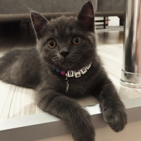 British Shorthair, Kedi  Barni fotoğrafı