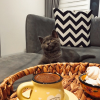 British Shorthair, Kedi  Barni fotoğrafı