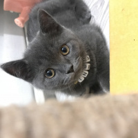 British Shorthair, Kedi  Barni fotoğrafı