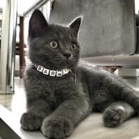 British Shorthair, Kedi  Barni fotoğrafı