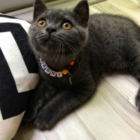 British Shorthair, Kedi  Barni fotoğrafı