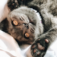 British Shorthair, Kedi  Barni fotoğrafı