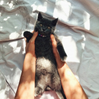 British Shorthair, Kedi  Barni fotoğrafı