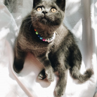 British Shorthair, Kedi  Barni fotoğrafı