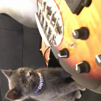 British Shorthair, Kedi  Barni fotoğrafı