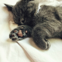British Shorthair, Kedi  Barni fotoğrafı