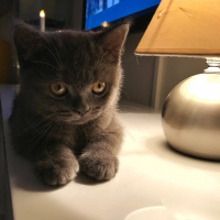 British Shorthair, Kedi  Barni fotoğrafı