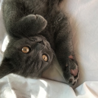 British Shorthair, Kedi  Barni fotoğrafı