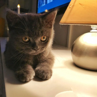 British Shorthair, Kedi  Barni fotoğrafı