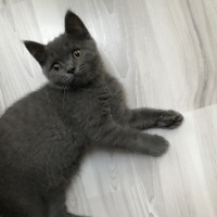 British Shorthair, Kedi  Barni fotoğrafı