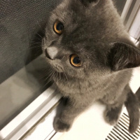 British Shorthair, Kedi  Barni fotoğrafı