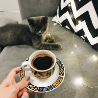 British Shorthair, Kedi  Barni fotoğrafı