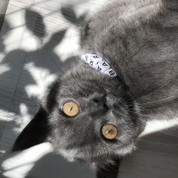 British Shorthair, Kedi  Barni fotoğrafı