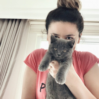 British Shorthair, Kedi  Barni fotoğrafı