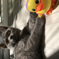 British Shorthair, Kedi  Barni fotoğrafı