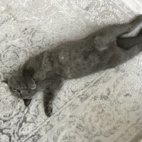 British Shorthair, Kedi  Barni fotoğrafı