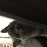British Shorthair, Kedi  Barni fotoğrafı