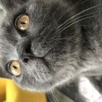 British Shorthair, Kedi  Barni fotoğrafı