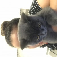 British Shorthair, Kedi  Barni fotoğrafı