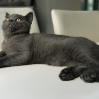 British Shorthair, Kedi  Barni fotoğrafı