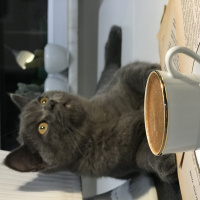 British Shorthair, Kedi  Barni fotoğrafı