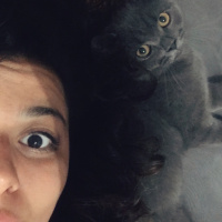 British Shorthair, Kedi  Barni fotoğrafı