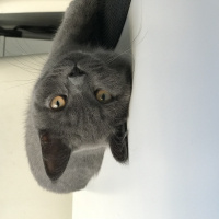 British Shorthair, Kedi  Barni fotoğrafı