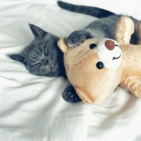 British Shorthair, Kedi  Barni fotoğrafı