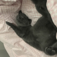 British Shorthair, Kedi  Barni fotoğrafı