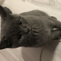 British Shorthair, Kedi  Barni fotoğrafı