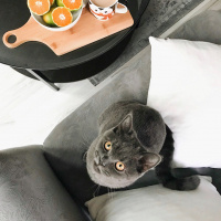 British Shorthair, Kedi  Barni fotoğrafı