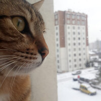 Tekir Kedi, Kedi  Marsu fotoğrafı