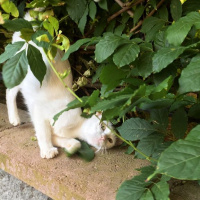 Tekir Kedi, Kedi  Minnoş fotoğrafı