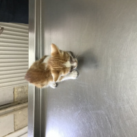 Tekir Kedi, Kedi  Sarı kedi fotoğrafı