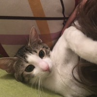 Soke, Kedi  Fiko fotoğrafı