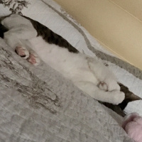 Soke, Kedi  Fiko fotoğrafı