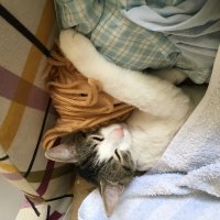 Soke, Kedi  Fiko fotoğrafı