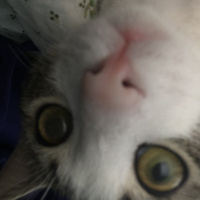 Soke, Kedi  Fiko fotoğrafı