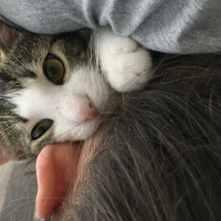 Soke, Kedi  Fiko fotoğrafı