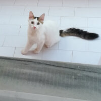 Ankara Kedisi, Kedi  Tin tin fotoğrafı