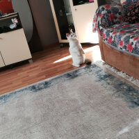 Ankara Kedisi, Kedi  Tin tin fotoğrafı