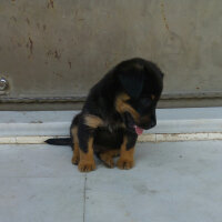 Rottweiler, Köpek  Fırtına fotoğrafı