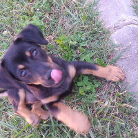 Rottweiler, Köpek  Fırtına fotoğrafı