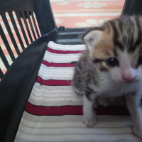 Tekir Kedi, Kedi  Aslan ve leblebi fotoğrafı